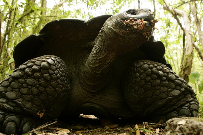 Galapagos Intensive 5 days, land base (3Islands) Excludes galapagos flight - Day 2: Lava tunnels and clear water at Los Túneles