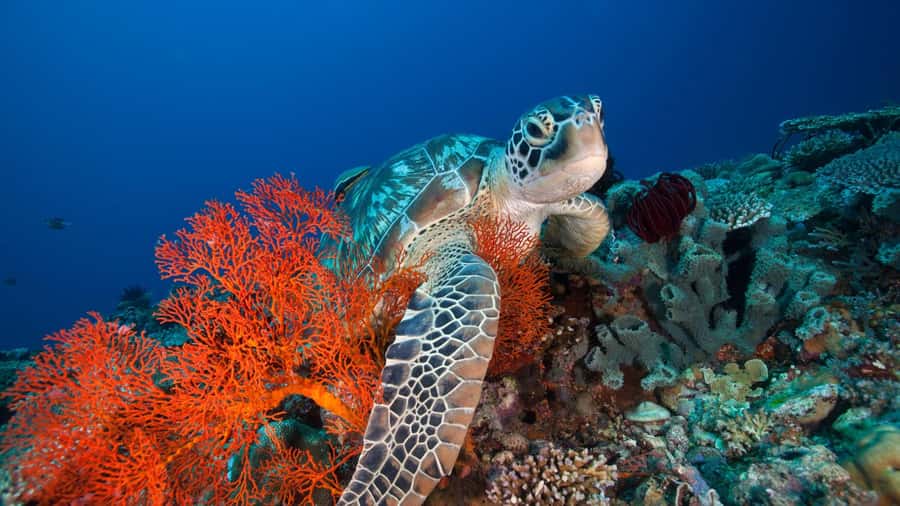 Gili Trawangan: 3 Gili Islands Turtle Snorkel Cruise w/ BBQ - The Gili Islands In Four Hours