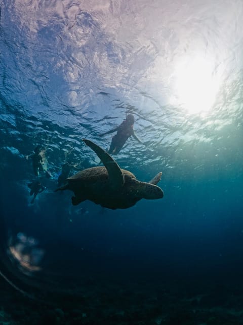 Gili Trawangan: 3 Gili Islands Turtle Snorkel Cruise w/ BBQ - Gili Air And The Floating Pontoon Lunch