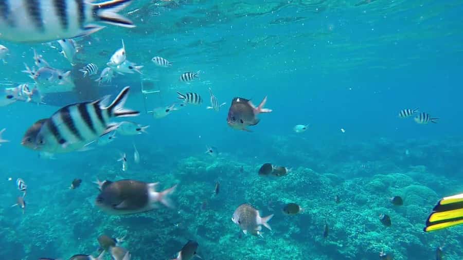 Grand Baie: Catamaran 3 Islands Cruise & Lunch on the Island - Ile Plate and the island BBQ