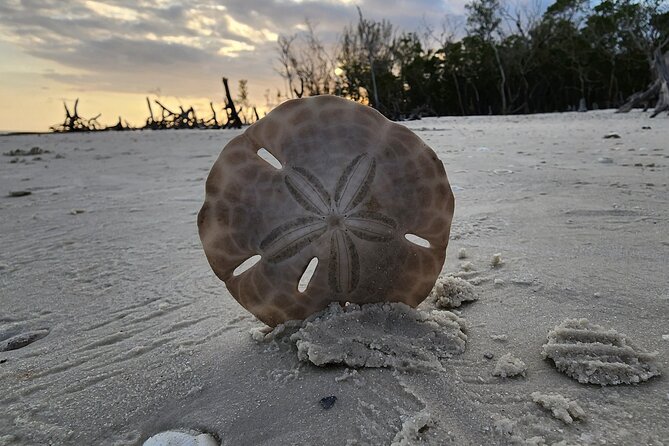 Half Day Private Shelling Dolphin EcoTour in 10 000 Island Marco - Timing, weather, and cancellation details