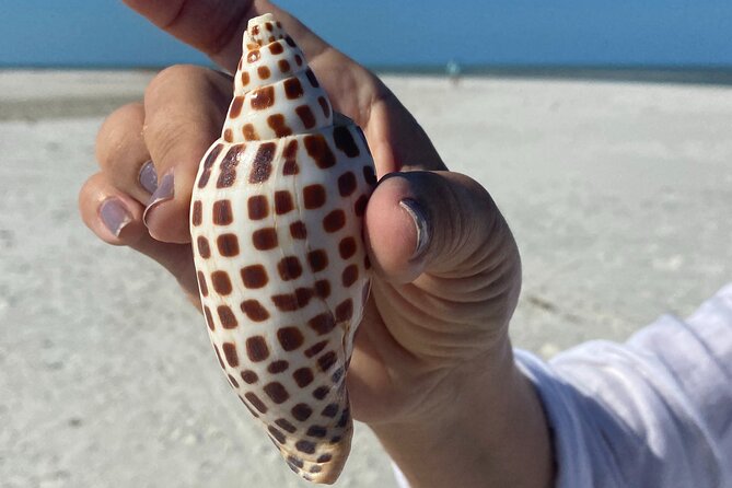 Half Day Shelling Dolphin Eco Tour in 10 000 Island and Marco - Key things to know before you go