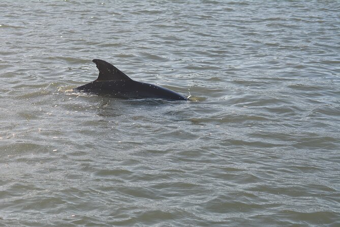 Half Day Shelling Dolphin Eco Tour in 10 000 Island and Marco - What the boat ride is really like