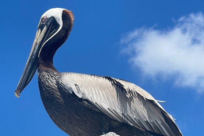 Half Day Shelling Dolphin Eco Tour in 10 000 Island and Marco - Who will enjoy this most?