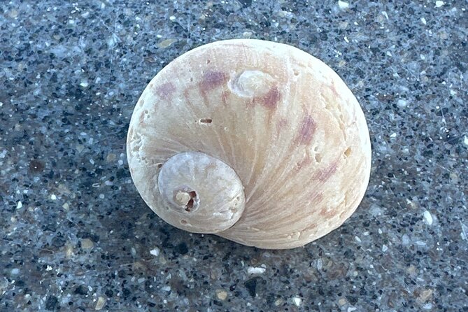 Half Day Shelling Dolphin Eco Tour in 10 000 Island and Marco - Practical advice for a smoother outing