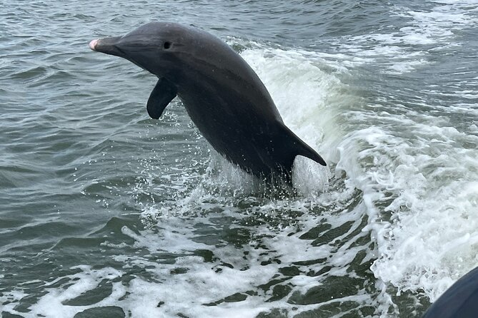 Half Day Shelling Dolphin Eco Tour in 10 000 Island and Marco - A hands-on lesson in shells, birds, and mangroves