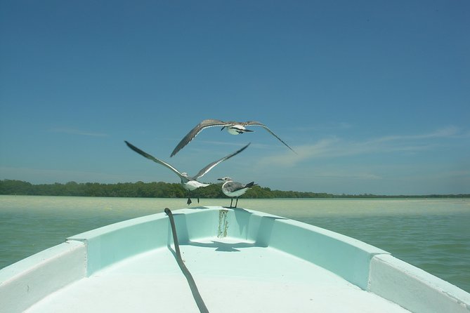 Holbox 3 Island Private Boat Tour - Isla de la Pasión rewards patient birdwatchers