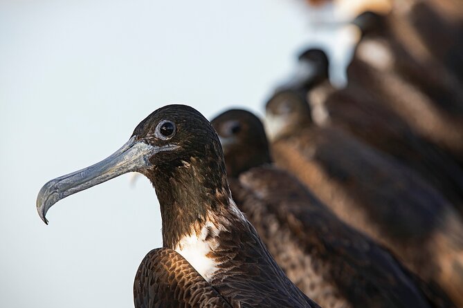 Holbox 3 Island Private Boat Tour - Wildlife is the reward, not a promise