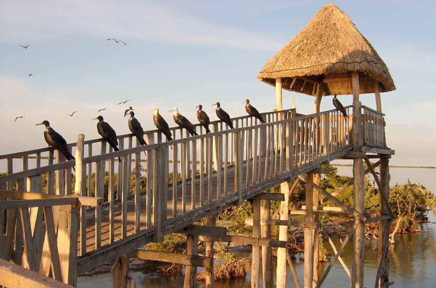 Holbox: Three Islands Tour - Key things to know before booking