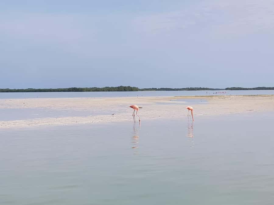 Holbox: Three Islands Tour - Isla Pájaros, a bird island viewed from the water