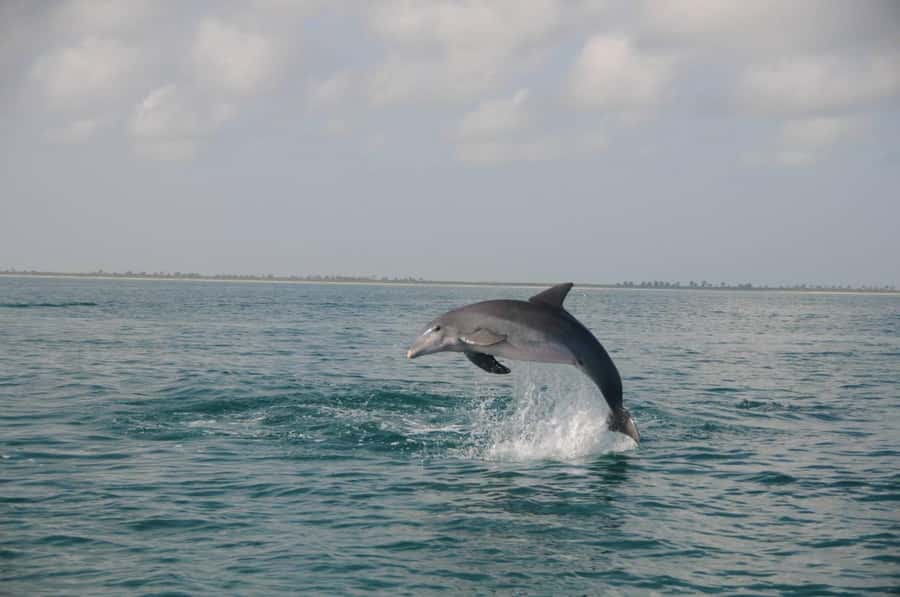 Holbox: Three Islands Tour - Starting from Holbox with a small group