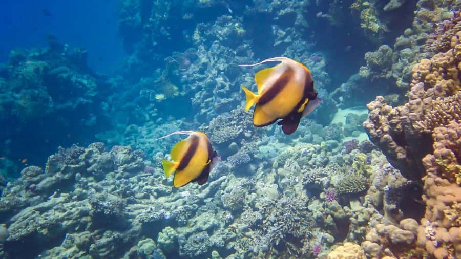 Hurghada: 3 Islands, Dolphins & Snorkel Yacht Trip w/ Lunch - What this $47 day really offers