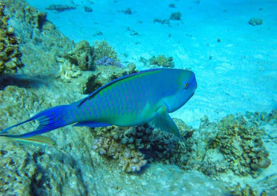 Hurghada: 3 Islands, Dolphins & Snorkel Yacht Trip w/ Lunch - Giftun Island National Park and the best snorkeling