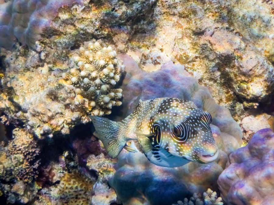 Hurghada: 3 Islands, Dolphins & Snorkel Yacht Trip w/ Lunch - Lunch on the Red Sea