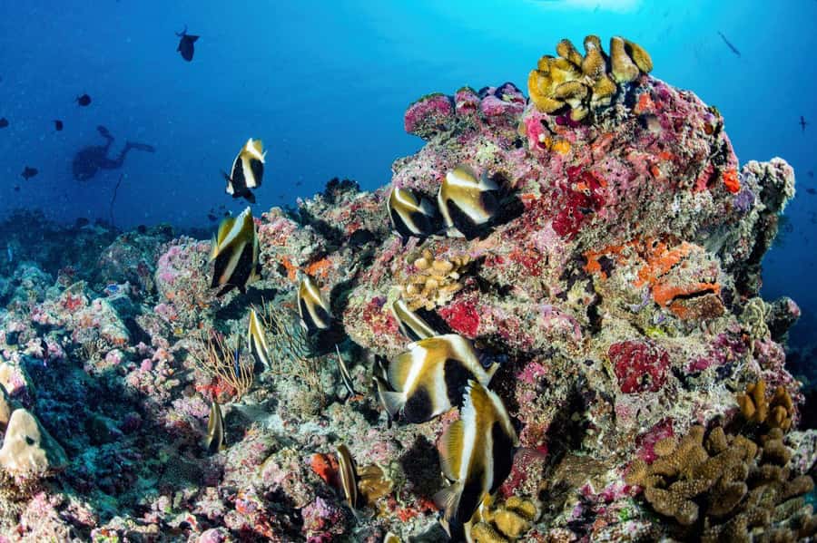 Hurghada: 3 Islands, Dolphins & Snorkel Yacht Trip w/ Lunch - The sunset ride back to Hurghada
