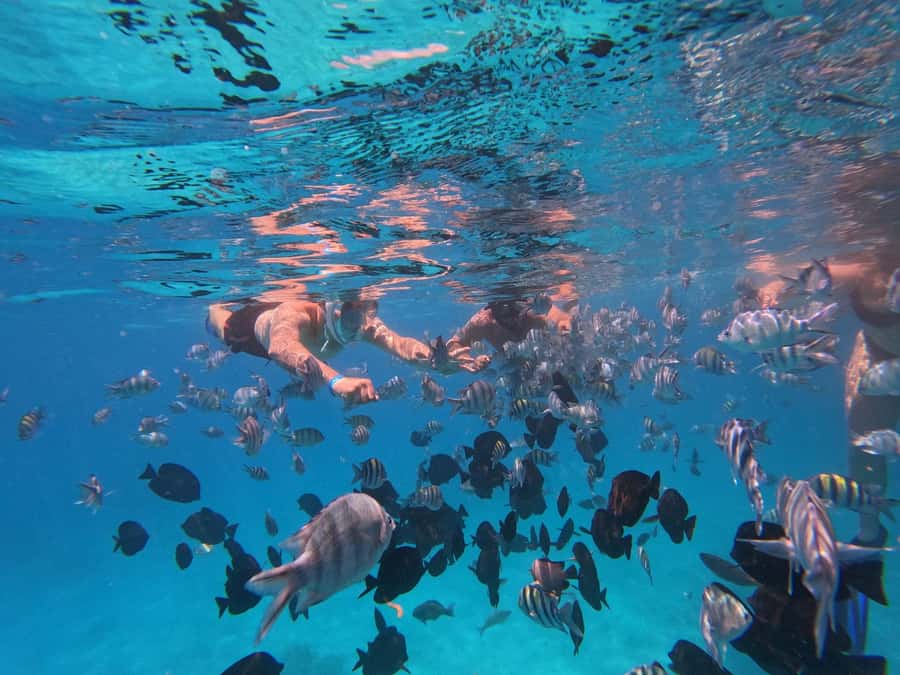 Hurghada: 4 Island Hopping Tour Dolphin, Snorkeling & Lunch - Lunch on the boat, with practical expectations