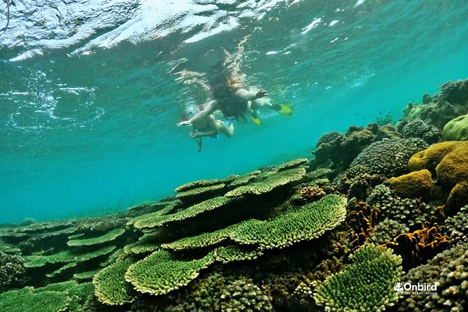 Island Chillax Hideaway: Snorkeling & Sunset BBQ [MAX 12 PAX] - What the $63.68 price really covers