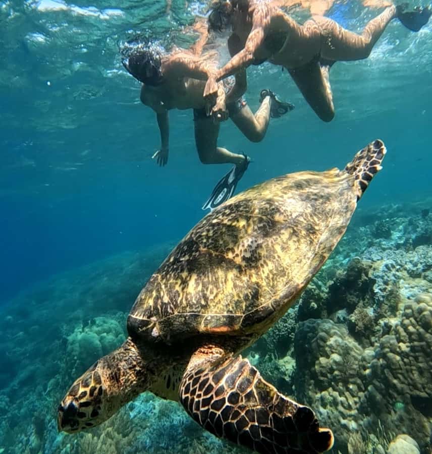 Island Hopping Gili Asahan, Gede, Rengit, Layar & Goleng - Gili Layar pairs fish viewing with lunch