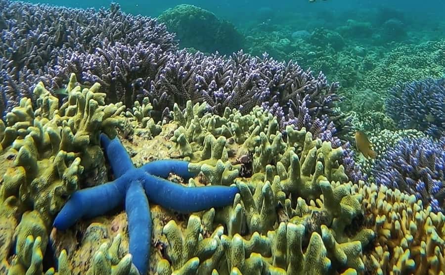 Island Hopping Gili Asahan, Gede, Rengit, Layar & Goleng - The private format changes the value