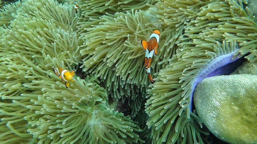 Ko Lanta: 4 Islands and Emerald Cave Day Tour by Speedboat - Koh Mook and the swim to Emerald Cave