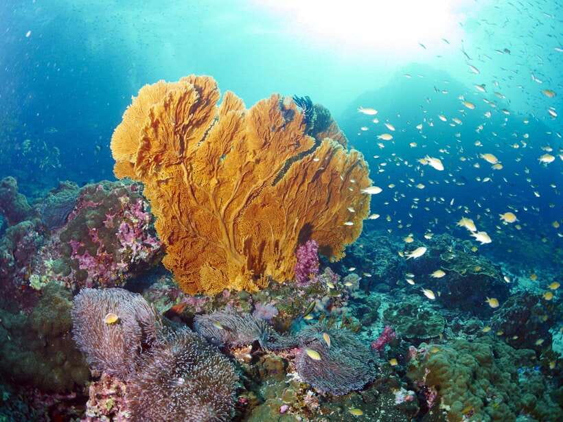 Ko Lanta: Amazing 4-Islands Snorkeling Day Trip w/ Lunch - Koh Chuak: your first look below the surface