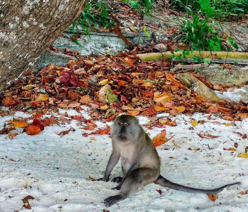Ko Lanta: Amazing 4-Islands Snorkeling Day Trip w/ Lunch - Who will enjoy this trip most