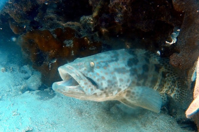 Ko Samet: 5 or 6 Islands Snorkeling Tour with Lunch Option - Koh Tham Tai Khao and the Coral Reef Stop