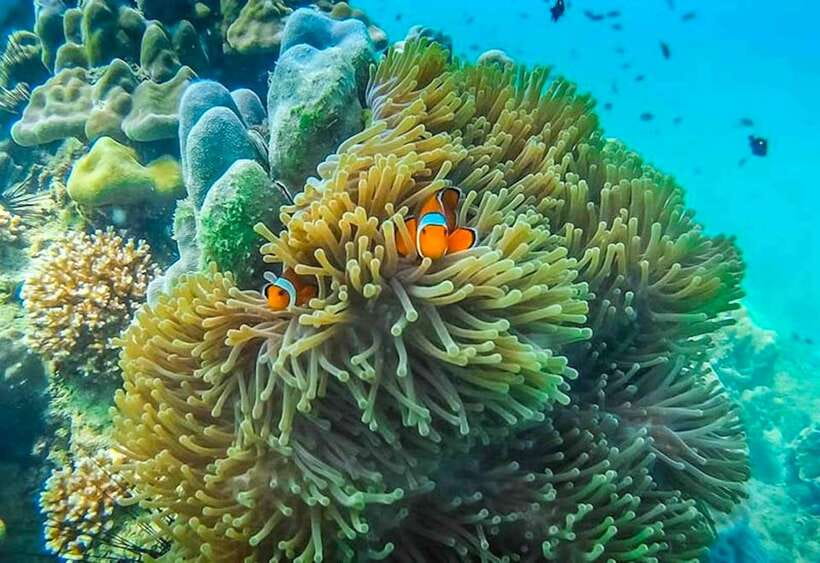 Koh Lanta: 4 Islands and Emerald Cave Snorkeling Trip - Koh Chuek and the soft coral reefs
