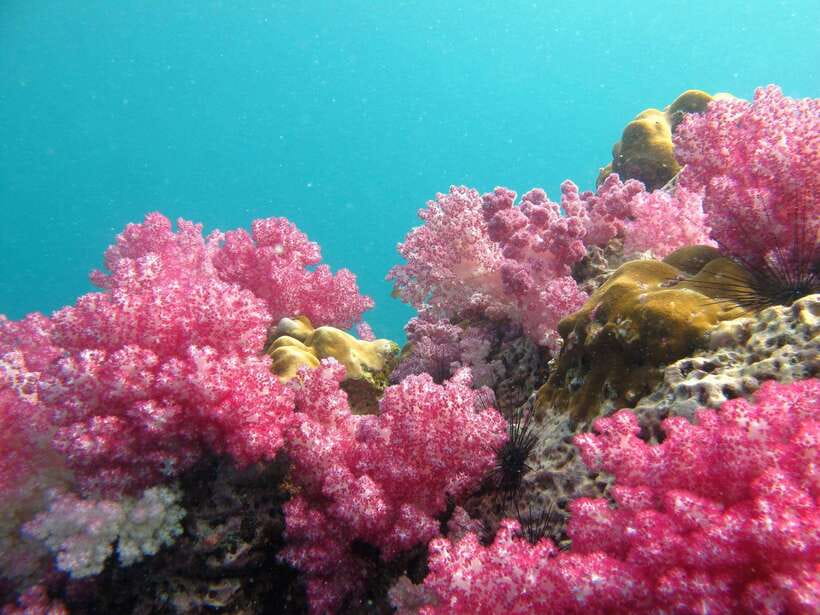 Koh Lipe: 5 Island Snorkeling Trip by Longtail Boat w/ Lunch - Jabang’s soft coral in an hour
