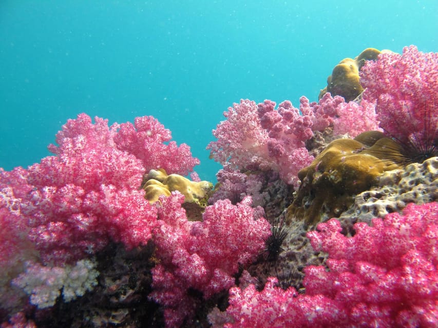 Koh Lipe: 5 Island Snorkeling Trip by Longtail Boat w/ Lunch - Koh Yang’s hard coral and boulders