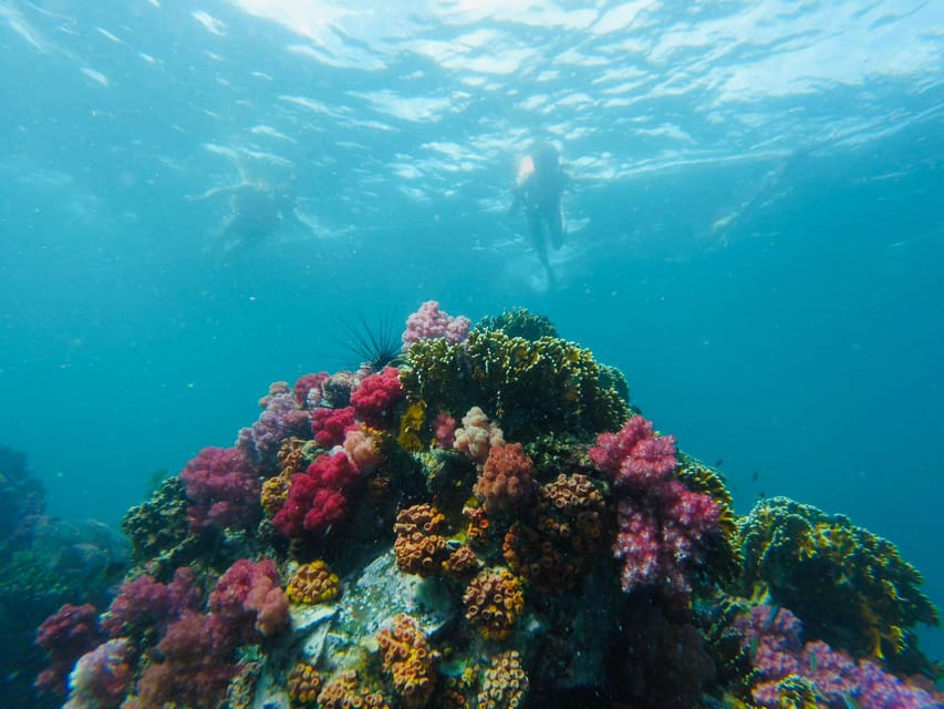 Koh Lipe: 7 Island Snorkeling Trip by Longtail Boat w/ Lunch - Sea fans at Koh Peung