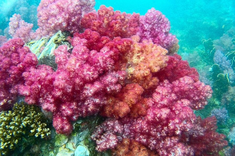 Koh Lipe: Full Day Multi-Island Snorkeling Trip with Lunch - What the $28 Koh Lipe trip actually offers