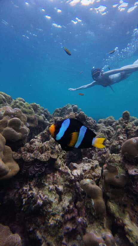 Koh Lipe: Half-Day Snorkelling Trip To 4 Islands 5 Points - Key points to know before booking
