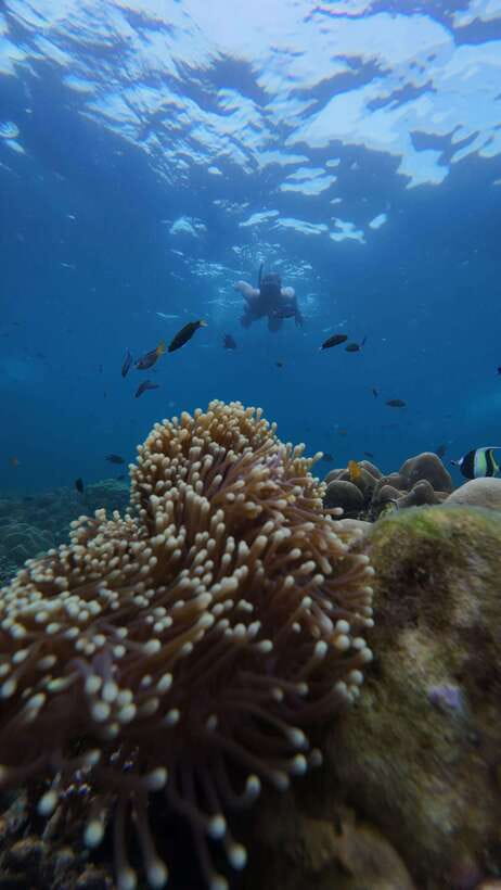 Koh Lipe: Half-Day Snorkelling Trip To 4 Islands 5 Points - What this Koh Lipe snorkelling trip is really like