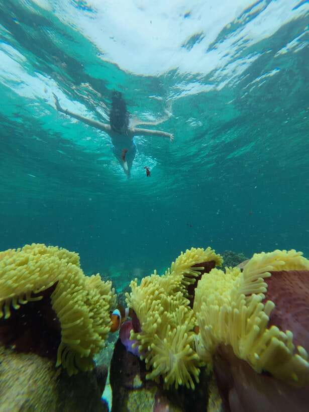 Koh Lipe: Half-Day Snorkelling Trip To 4 Islands 5 Points - The reef behind Hin Ngam