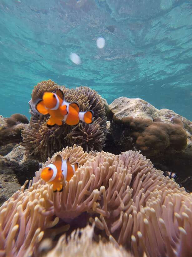 Koh Lipe: Half-Day Snorkelling Trip To 4 Islands 5 Points - Who should book this trip?