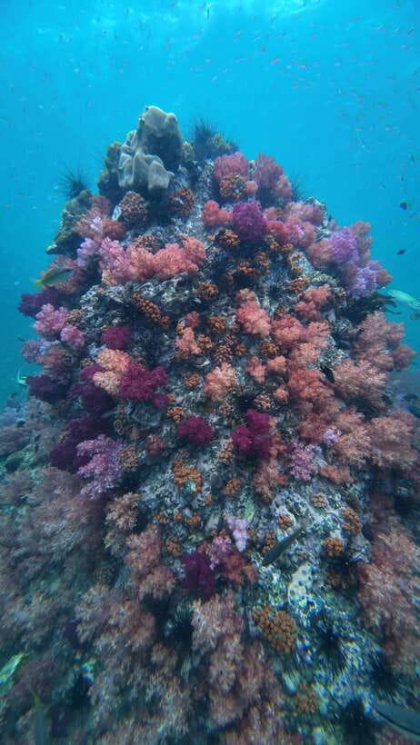Koh Lipe: Half-Day Snorkelling Trip To 4 Islands 5 Points - Jabang Island and the seven-colored coral