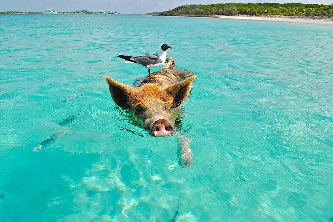 Koh Madsum (pig island) Koh Ten, Five island Tour - Key points to know before you book