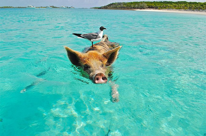 Koh Madsum (pig island) Koh Ten, Five island Tour - Mediterranean and Italian lunch aboard the yacht