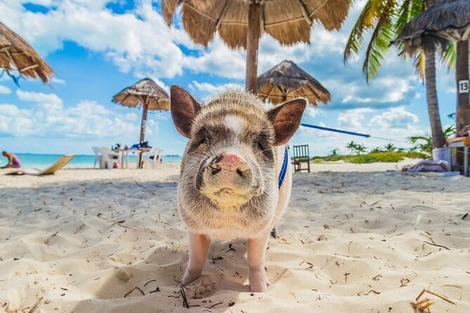 Koh Samui: Island Hopping Adventure in Coral and Pig Island - How good is the value at $57?