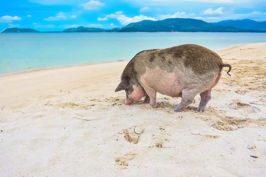 Koh Samui: Private Island Hopping Boat Tour - Key points to know before booking