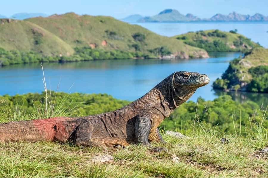 Komodo Island: Komodo Dragons & Islands Day Tour - Padar Island: the hike worth sweating for