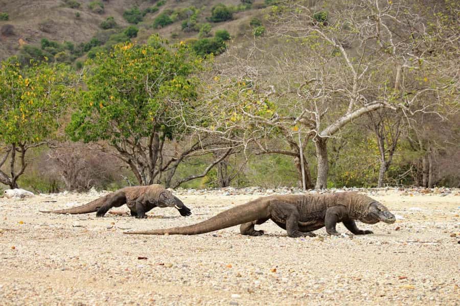 Komodo Island: Komodo Dragons & Islands Day Tour - Manta Point: thrilling, but never promised