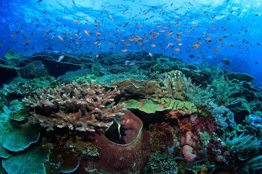 Komodo Island: Komodo Dragons & Islands Day Tour - Taka Makassar: a small atoll with big photo appeal