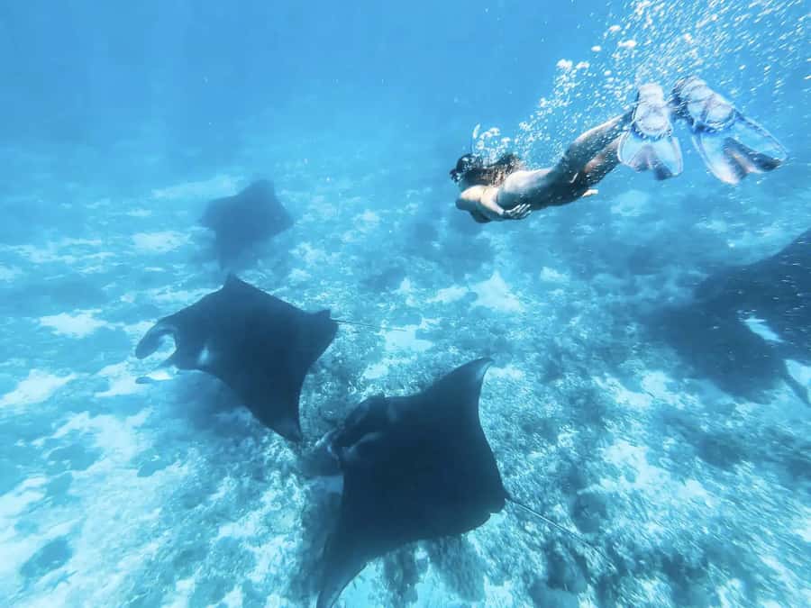 Komodo Island: Komodo Dragons & Islands Day Tour - Kanawa Island and the final snorkeling session