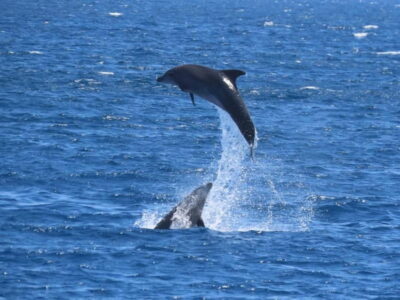 3-Island Cruise with Lunch and Hotel Transfer