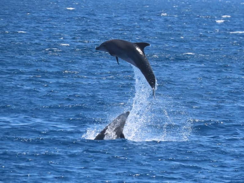 Kos: 3-Island Cruise with Lunch and Hotel Transfer - Getting from your hotel to the harbor
