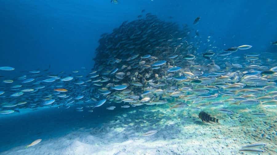 Krabi: 4 Islands Private Trip by Speedboat - Timing, comfort, and safety details