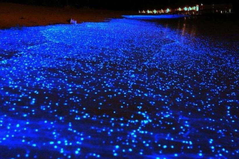 Krabi: 7-Island Tour by Longtail Boat with Sunset - Bioluminescent plankton: a special but uncertain ending