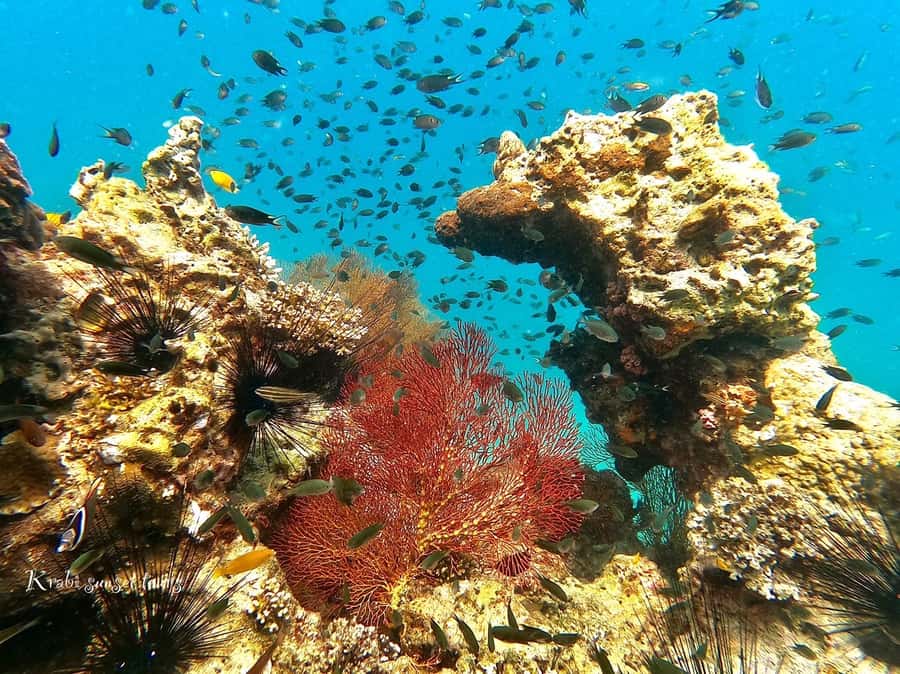 Krabi: Phi Phi Island Sunset Maya Bay and Four Islands Tour - Key points before you book